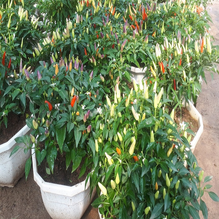 Chậu ớt cảnh đang có trái * Cây Trồng Việt ^^