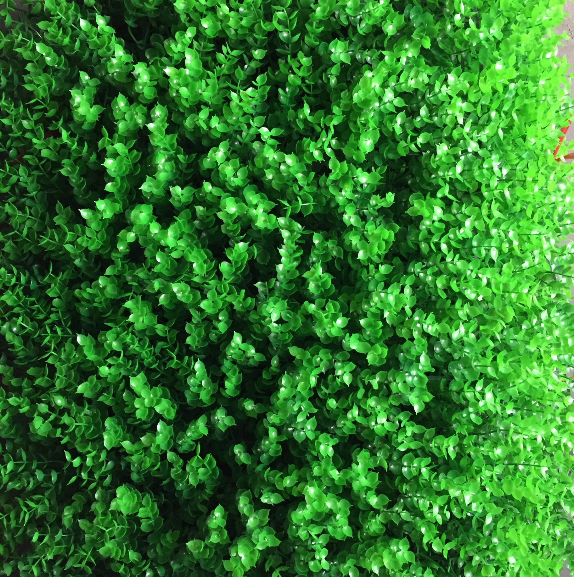 Cỏ nhựa tai chuột trang trí tường 60 x 40 cm.Tường cỏ trang trí không gian xanh cho ban công, quán cafe, các shop thời trang, trang trí hội nghị đám cưới.