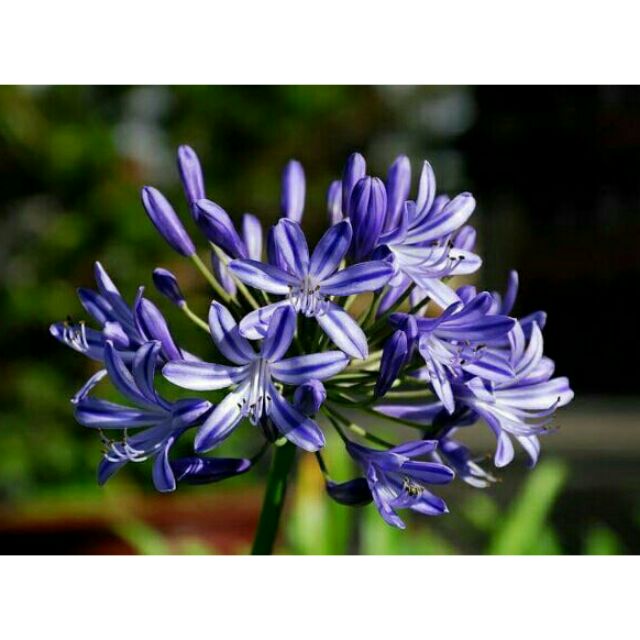 Củ Hoa Thanh Anh Màu Tím