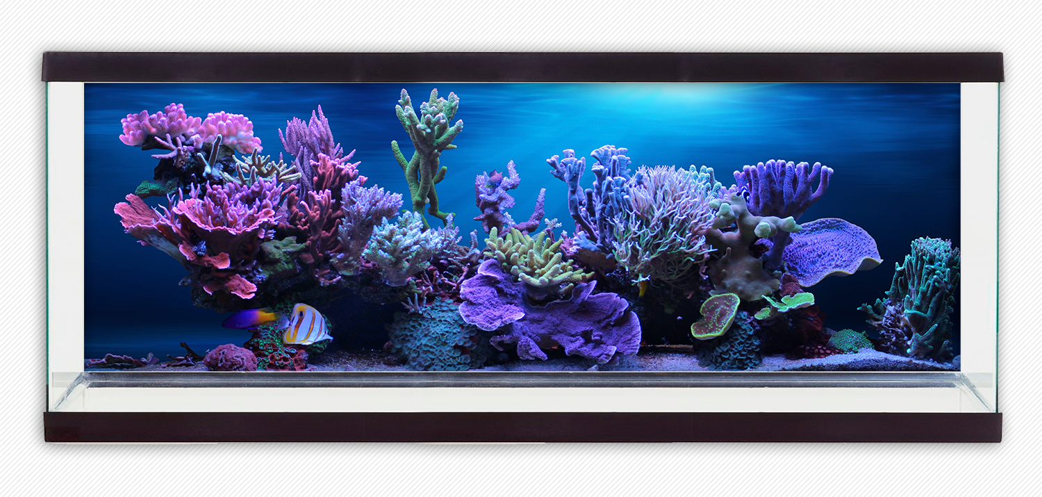 Tranh dán hồ cá HD San hô Aquarium tank - 011