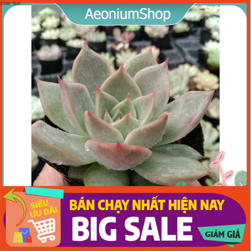 Sen Đá Đế Vương Mini, Xuất Xứ Đà Lạt, Lỗi 1 Đổi 1 💪