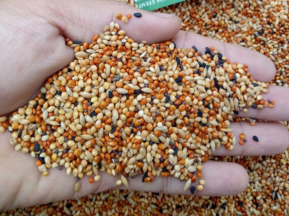 [HCM]1KG HẠT TRỘN DÀNH CHO YẾN PHỤNG FINCH VÀ BẢY MÀU
