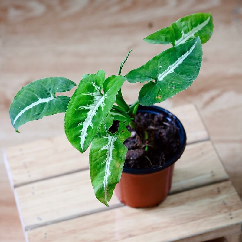 Chậu cây Syngonium wendlandii