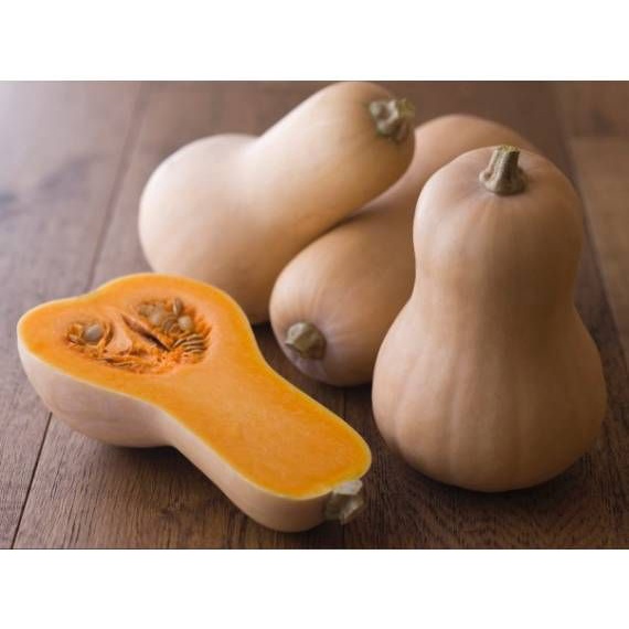 Hạt_giống_bí_ngô_mật_butter 15 hạt