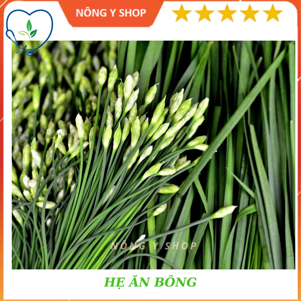 Hạt giống hẹ ăn bông rạng đông rado 523 dễ trồng 1g