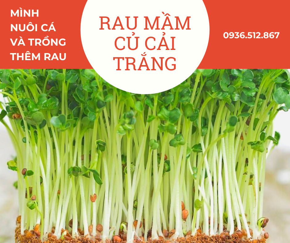 Hạt giống rau mầm củ cải trắng - tươi - thơm ngon