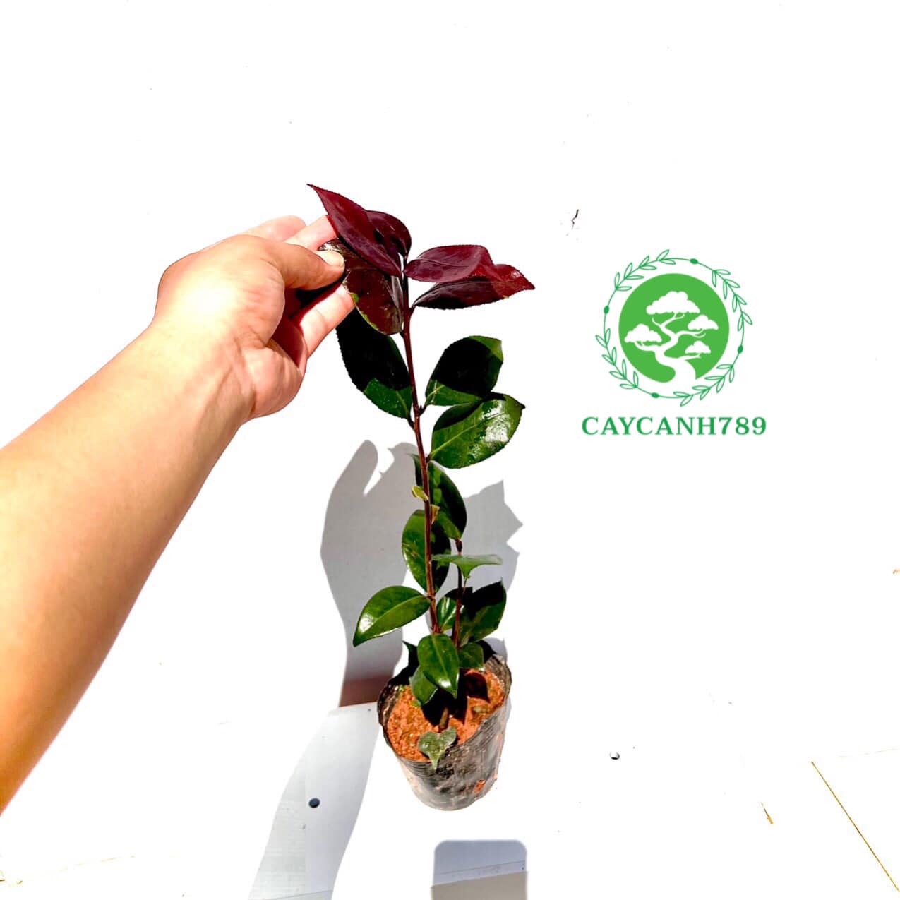 Cây trà my đỏ huyết long giống cao 30-40cm