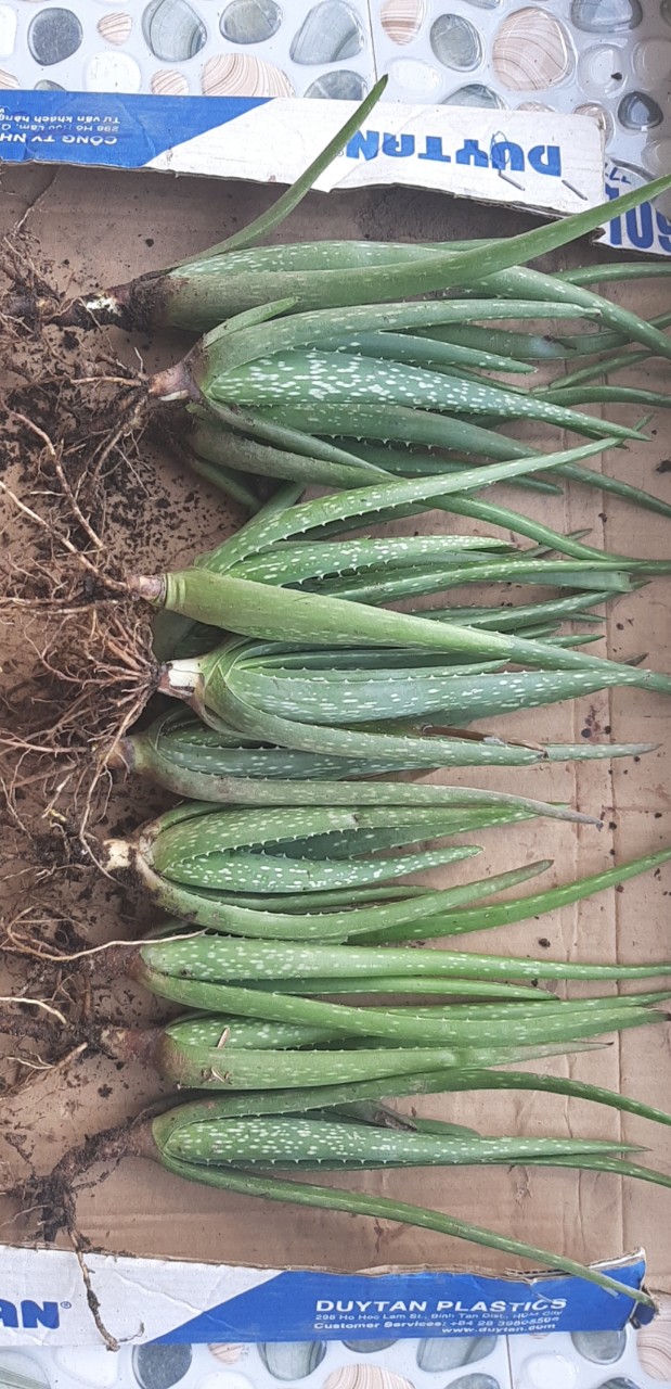 10 cây nha đam mỹ loai 20-30cm ( trên gang tay
