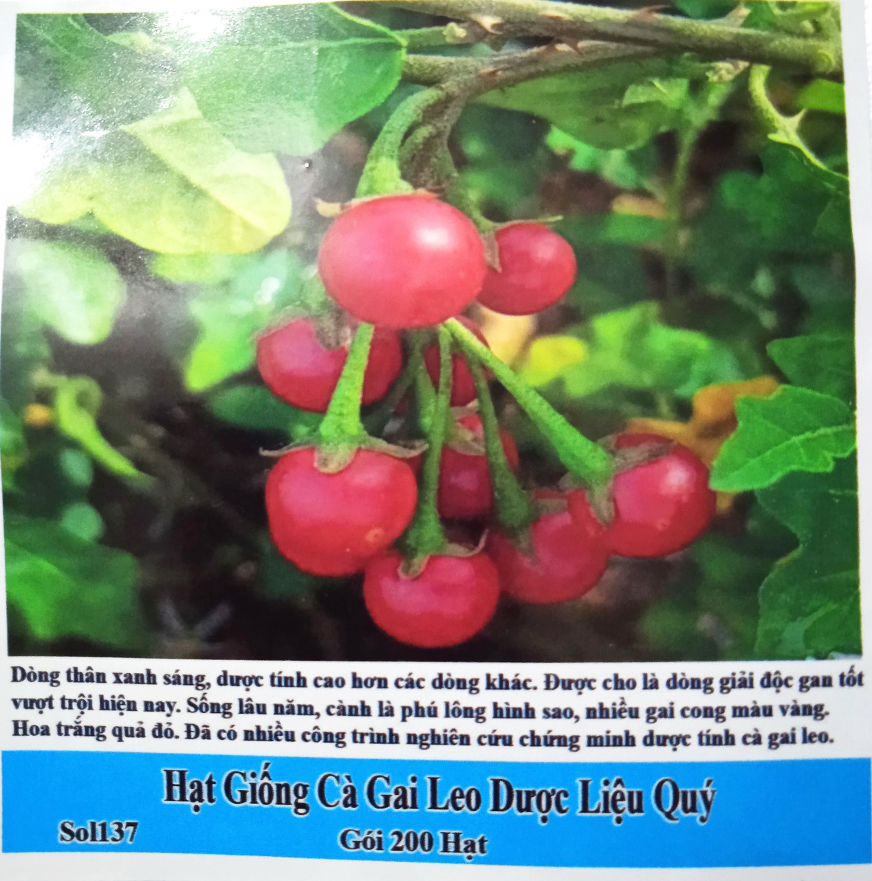 Gói 200 hạt giống cài gai leo hoa trắng -cây dược liệu