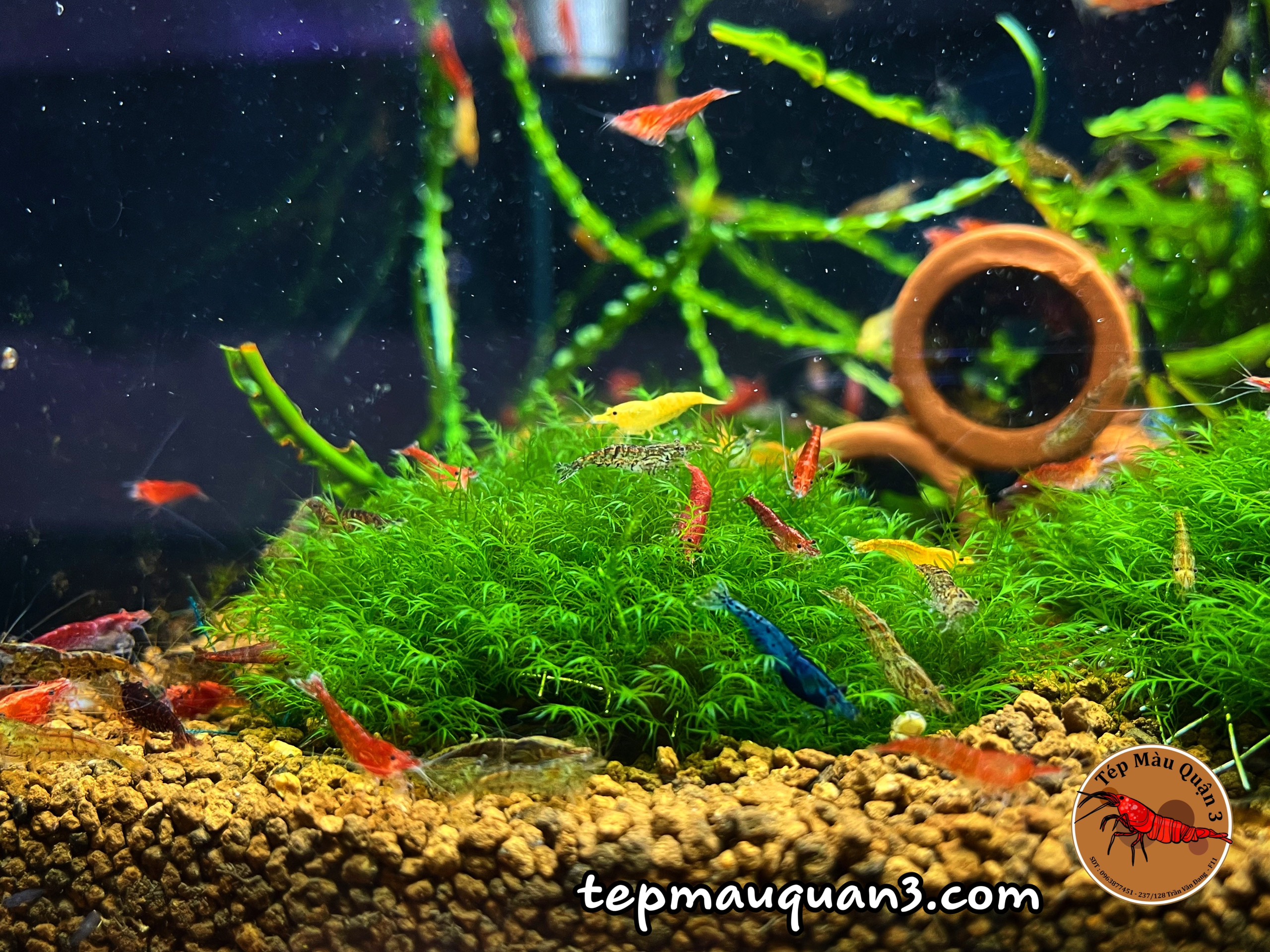 Cầu rêu us fiss - phoenix moss - trang trí hồ tép