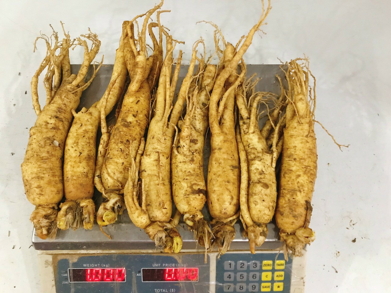 Sâm Tươi Ngâm Mật Ong Hàn Quốc 1 Kg , Sâm trụi ngâm mật ong, Nhân Sâm Hàn Quốc, có tác dụng chống mệt mỏi, tăng cường sức khỏe, sâm hàn quốc, nhân sâm tươi hàn quốc, sâm tươi hầm gà, sâm trọc, nhân sâm tươi ngâm mật ong , Occar