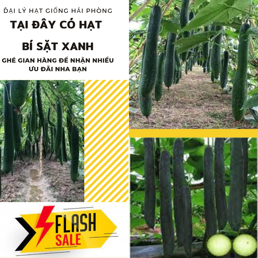 ⚡ hạt giống rau ⚡ gói 1 gram hạt giống cây bí sặt xanh
