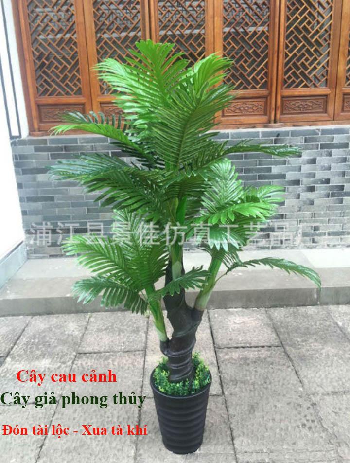 CÂY PHONG THỦY CÂY CAU CẢNH CAO 1.55M