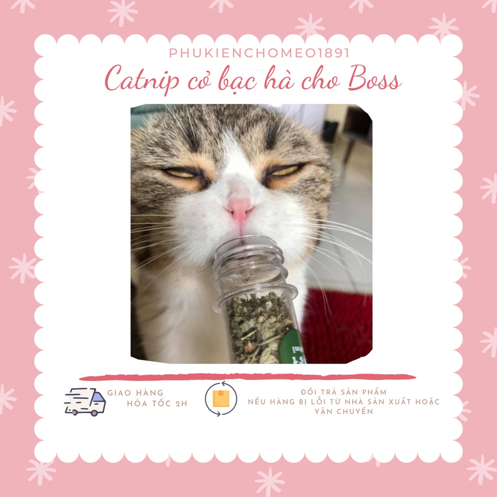 Catnip cỏ mèo lá bạc hà khô cho mèo