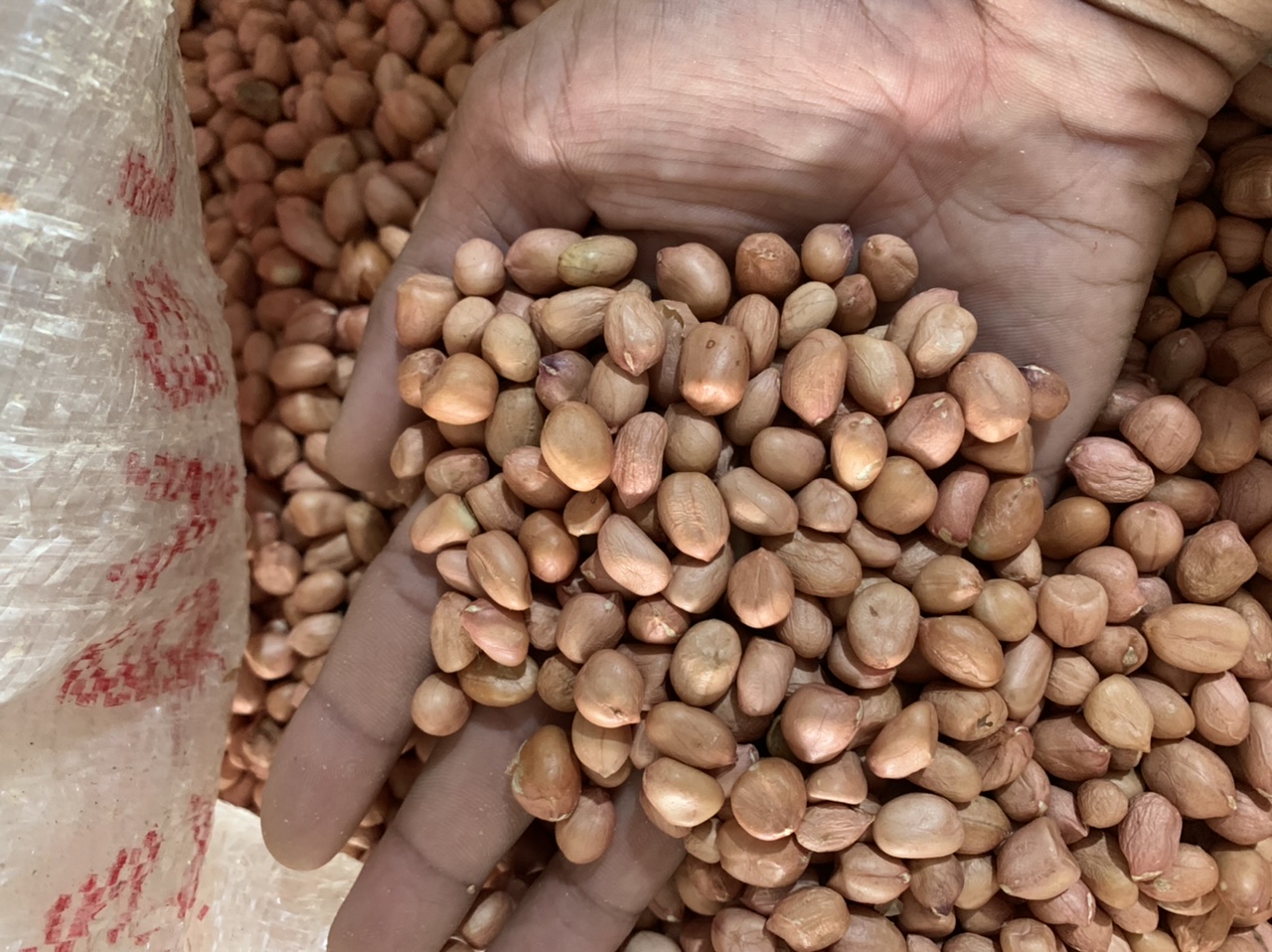 Đậu phộng sống (đậu Quế) 500g loại 1