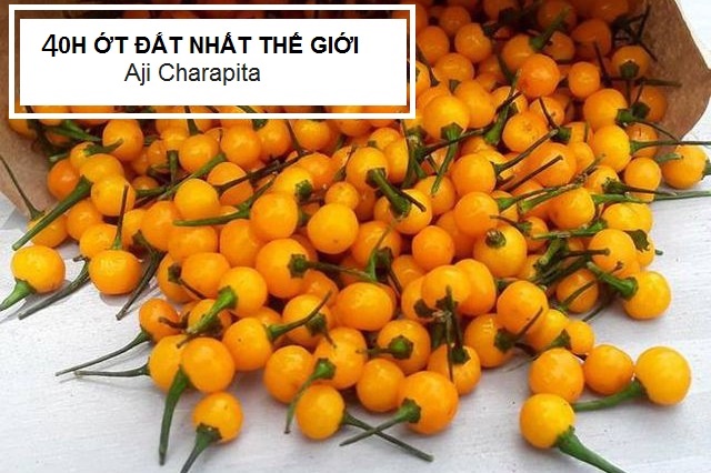 hạt gióng ớt (ớt charapita)