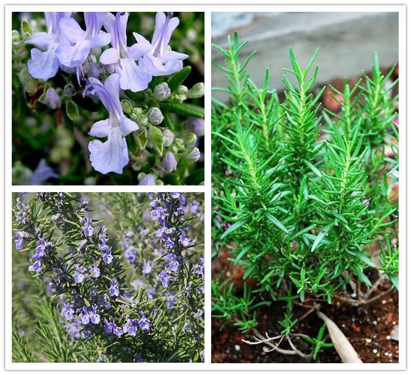 [HCM]HẠT GIỐNG CỎ XẠ HƯƠNG SV (THYME)-KLT 30 hạt .