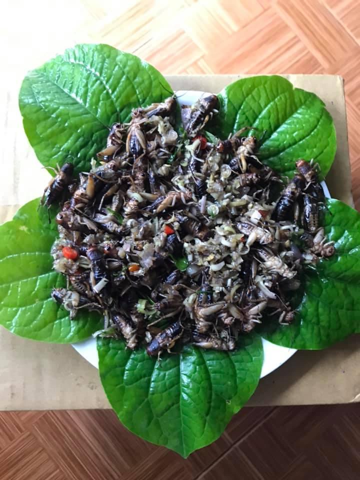 Thịt dế đông lạnh