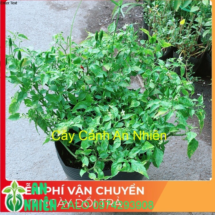 Bụi ớt hiểm