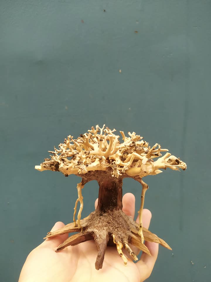 Lũa bonsai mini kích thước 12x15 và 15x20 cho hồ thuỷ sinh