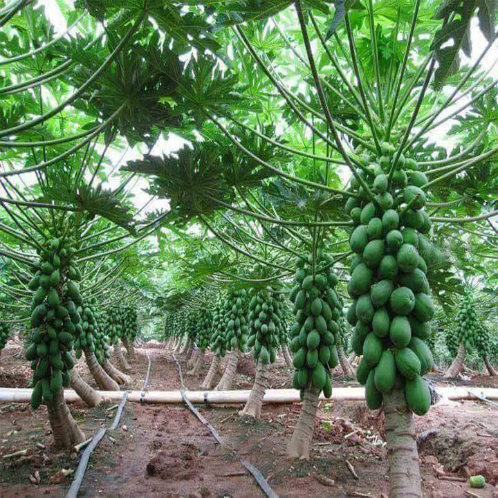 Hạt giống đu đủ lùn ruột gấc - Siêu ngọt