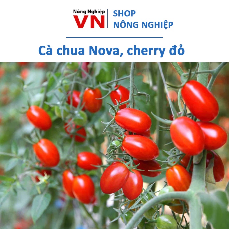 Cà Chua Nova Đỏ