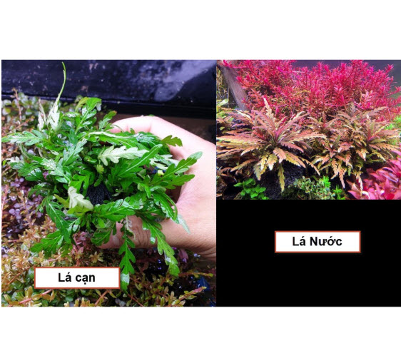 [Hoàn Tiền 10%] Cây Liễu Đỏ Răng Cưa