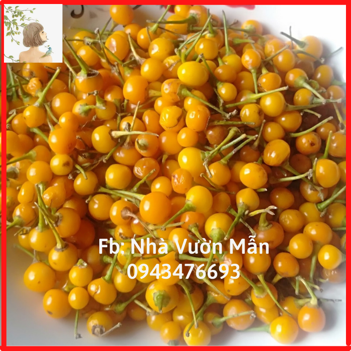 200 trái ớt mắc nhất thế giới aji charapita 570tr/kg loại ớt ngon và đắt nhất thế giới