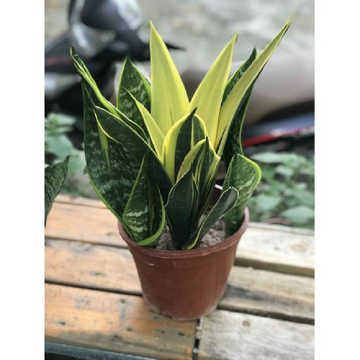 Cây Lưỡi hổ Thái * Cây Trồng Việt ^^