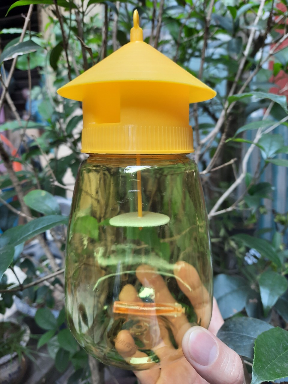 [HOT] Lồng bẫy ruồi vàng và chất dẫn dụ. c/lượng, hg C/ty.