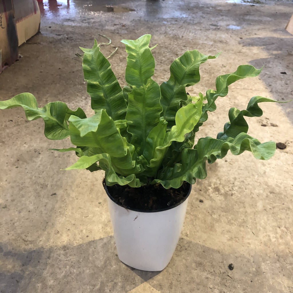 Cây tổ yến mini để bàn, Chiều cao 15-20cm lá tạo hình xoắn ốc tán lá hình tổ yến bắt mắt thích hợp trang trí nội thất