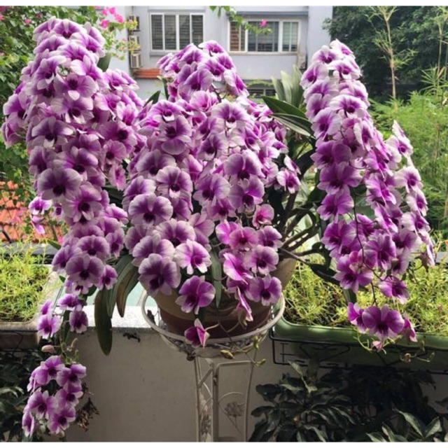 Hoa lan denro thái lan yaya mini chậu size to hoa quanh năm hàng đánh thẳng từ thái về