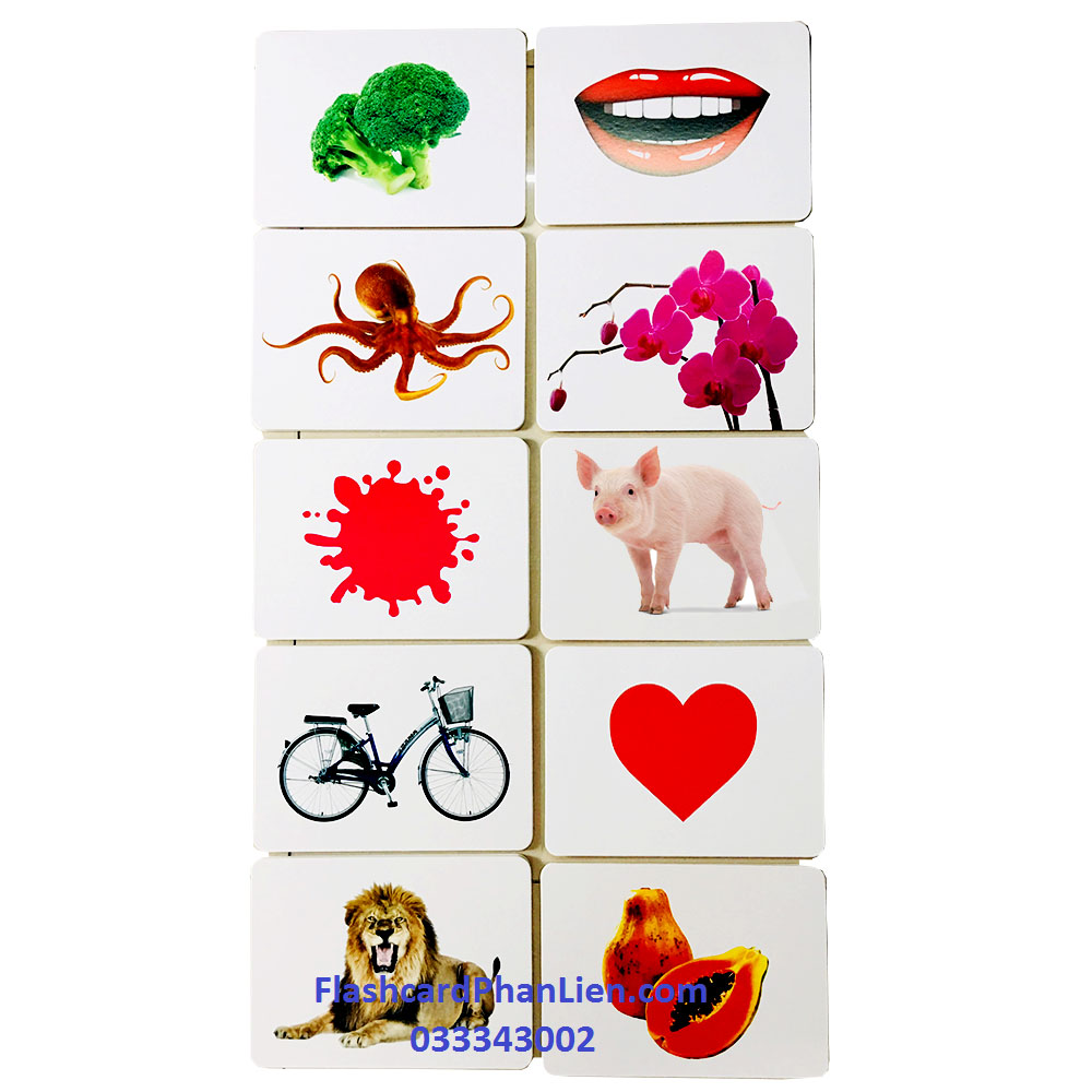 Flashcard thế giới xung quanh có BIT THÔNG TIN TGXQ cơ bản 100 thẻ