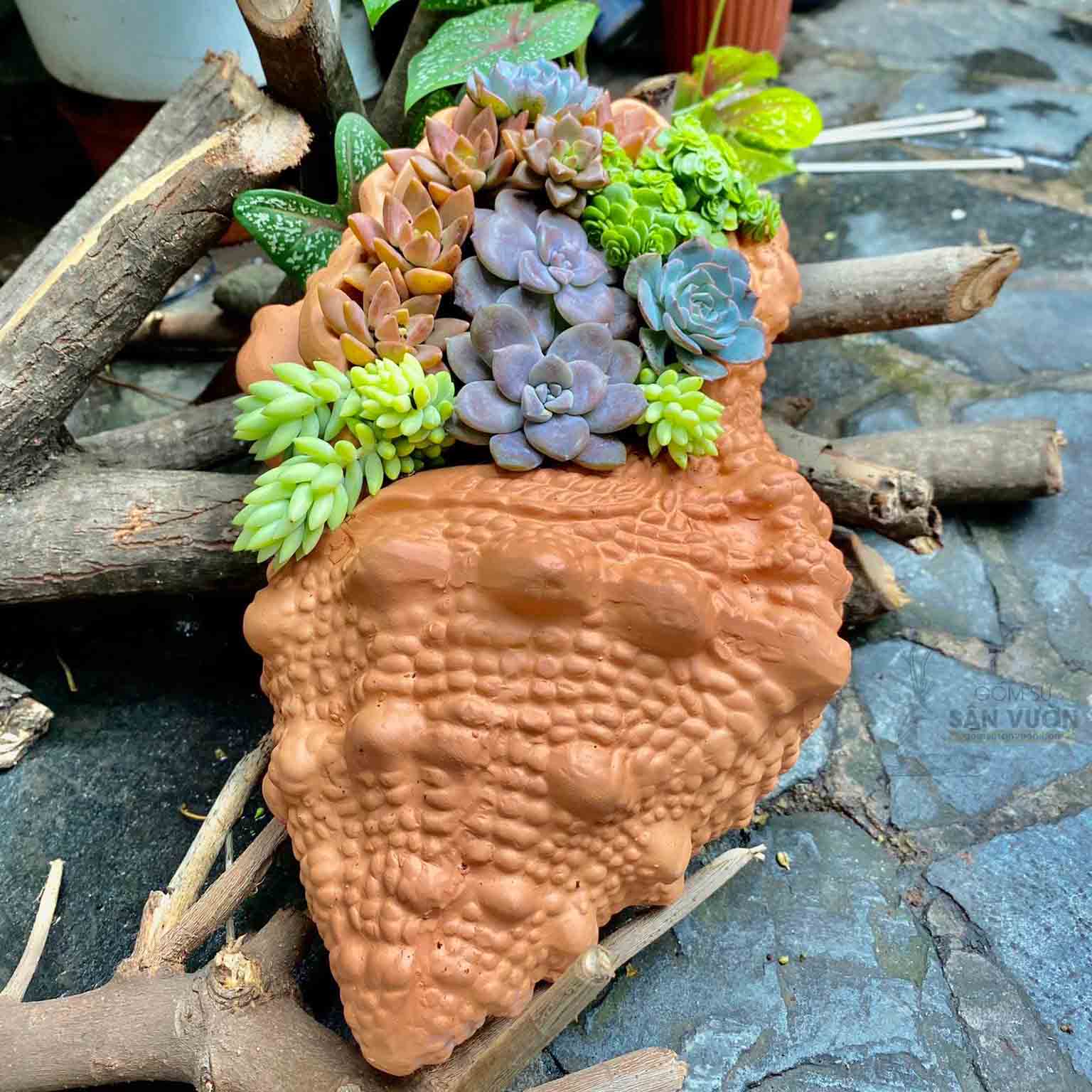 Chậu đất nung trồng sen đá size m. chậu vỏ sò. chậu đất nung sản xuất tại bình dương. gốm sứ sân vườn