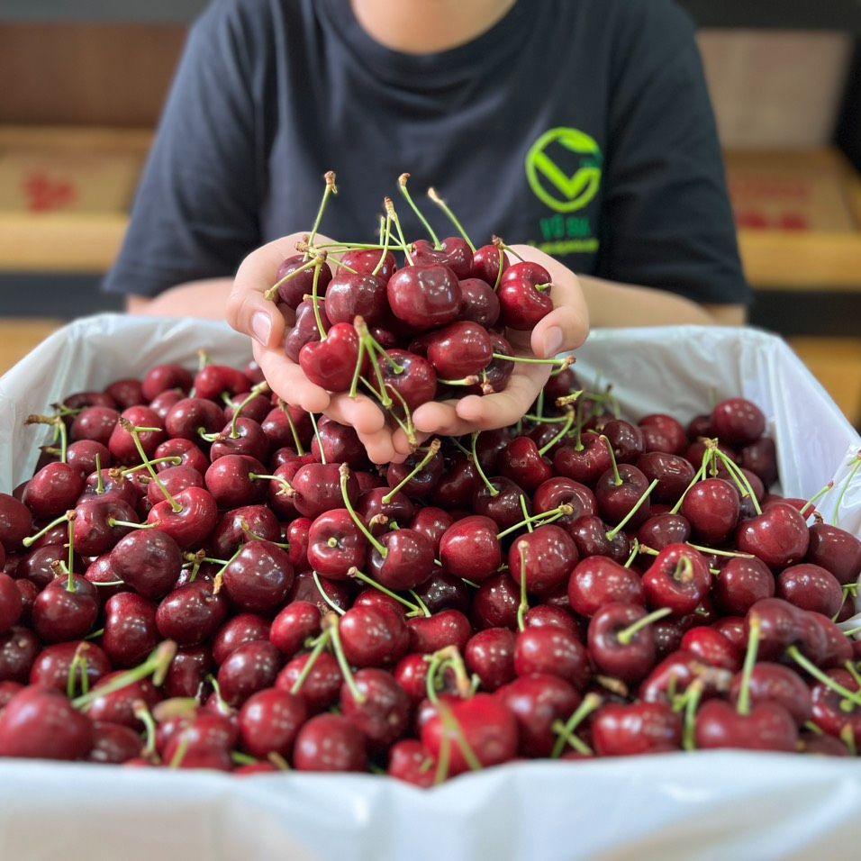 Vg farm cherry mỹ size 9 -10 - ngon giòn ngọt, có tỷ lệ cuống se tý tý