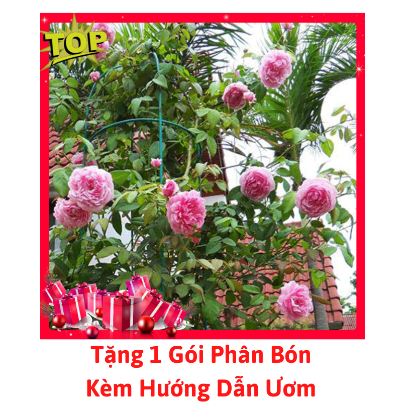 [Lấy mã giảm thêm 30%] Gói 20 Hạt Giống Hoa Hồng Leo Pháp Nhiều Màu