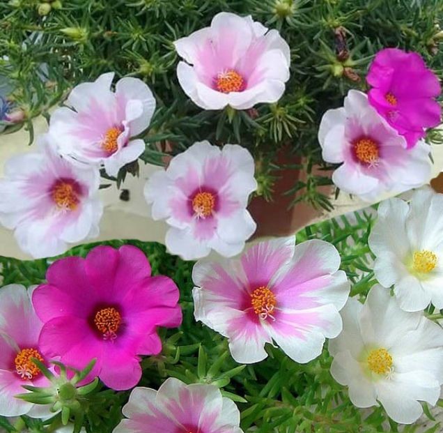 Mười Giờ Cánh Đơn Lá Nhỏ - Chậu Hoa