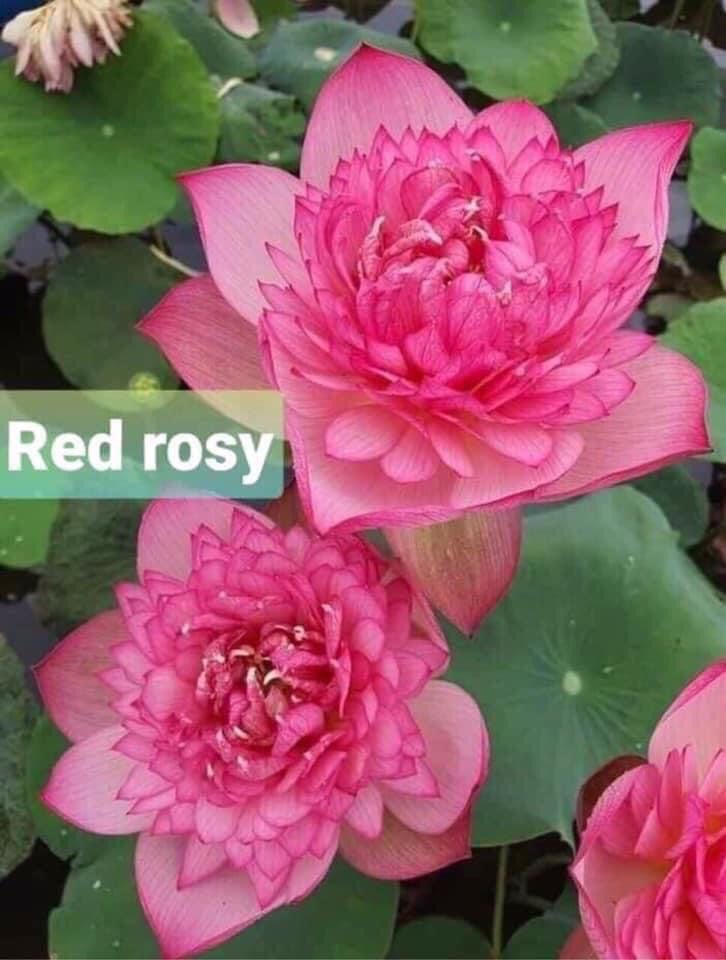 Củ sen thái giống_ red rosy_ ra hoa sau 1 tháng trồng