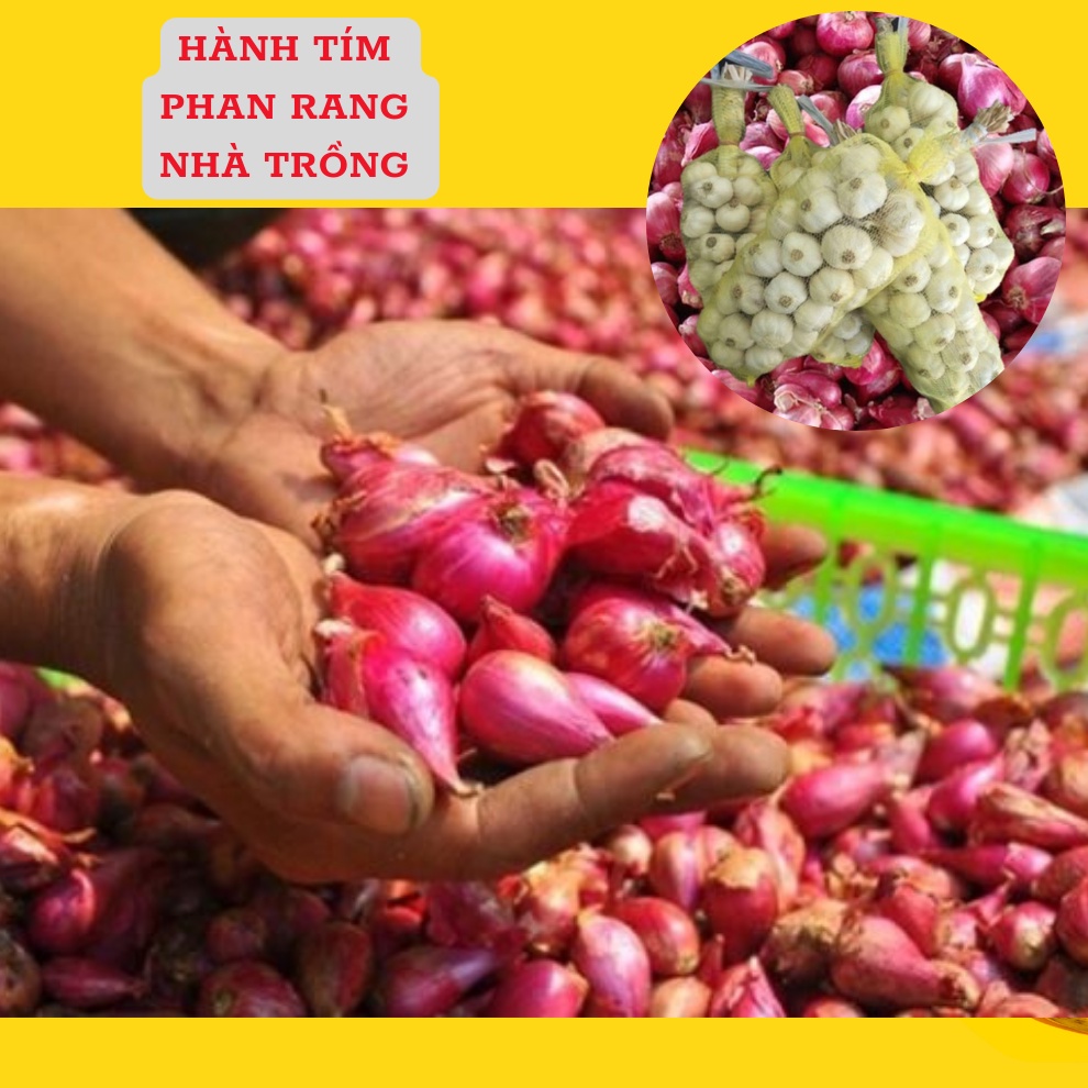 Hành tím Phan Rang Ninh Thuận thơm ngon