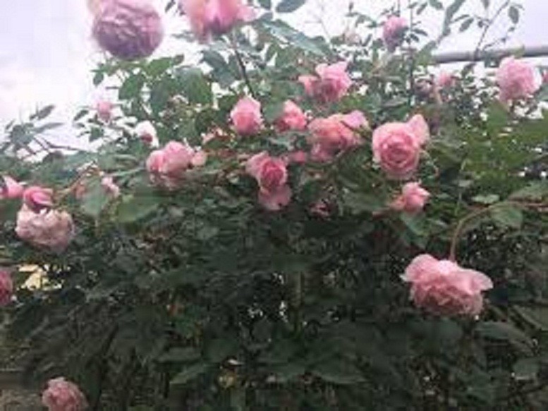 AHDWpcxuDzKq9oA09a7X_simg_d0daf0_800x1200_max.jpg