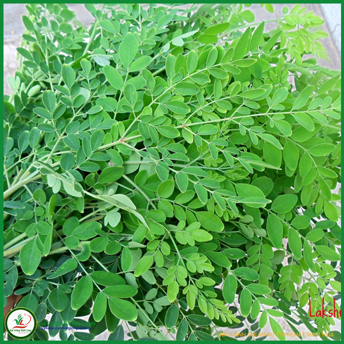 Hạt giống Chùm Ngây RD 03 - 2g