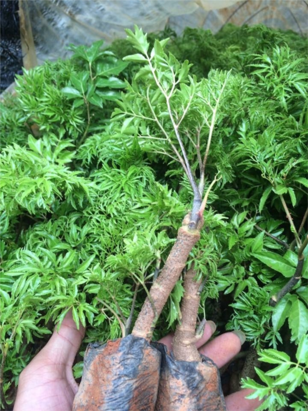 cÂY ĐINH LĂNG TA LÁ NHỎ - NHÂN SÂM CỦA VIỆT NAM