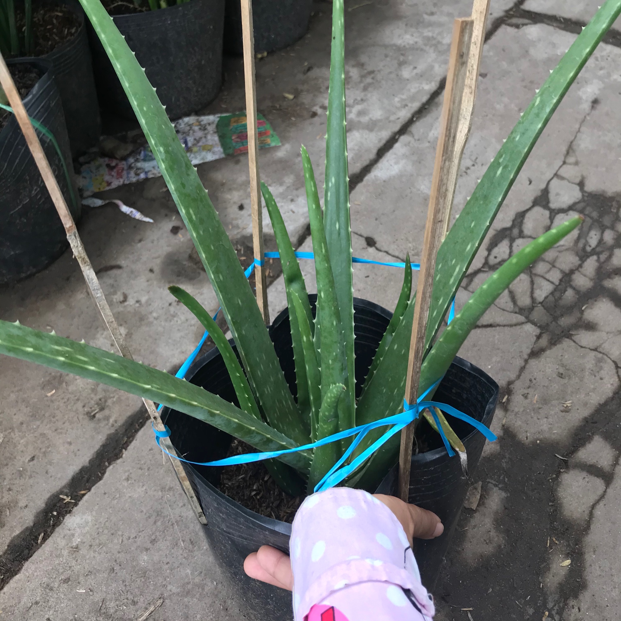 caykiengsadec - Cây nha đam + tặng phân bón cho cây mau lớn, mau khỏe