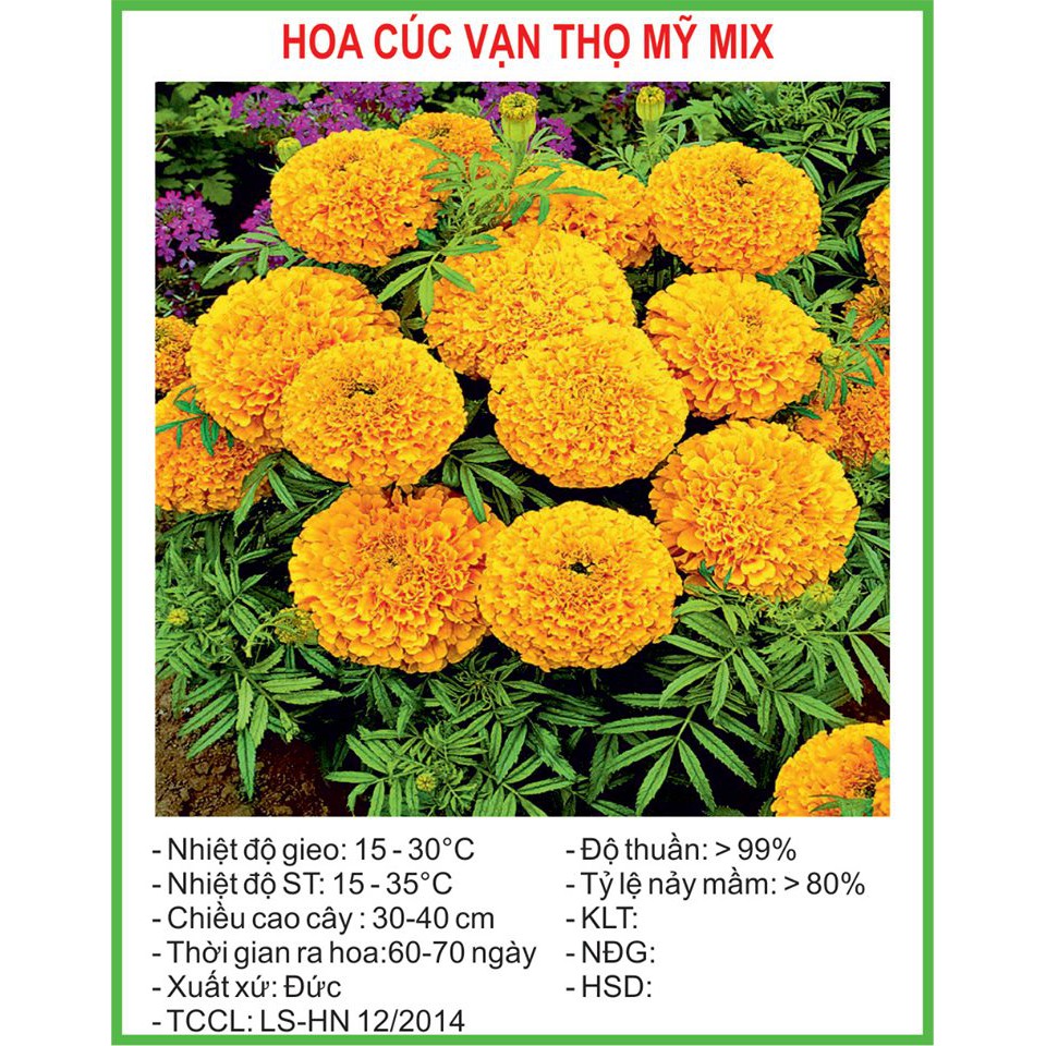 Hạt Giống cúc vạn thọ Mỹ mix 50 hạt/ gói goden seed