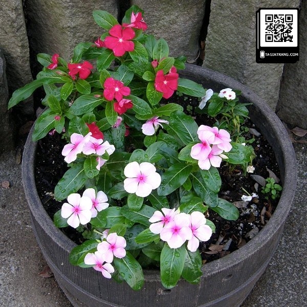 Hạt giống hoa dừa cạn - Miễn Phí Vận Chuyển khi đơn đạt giá trị tối thiểu