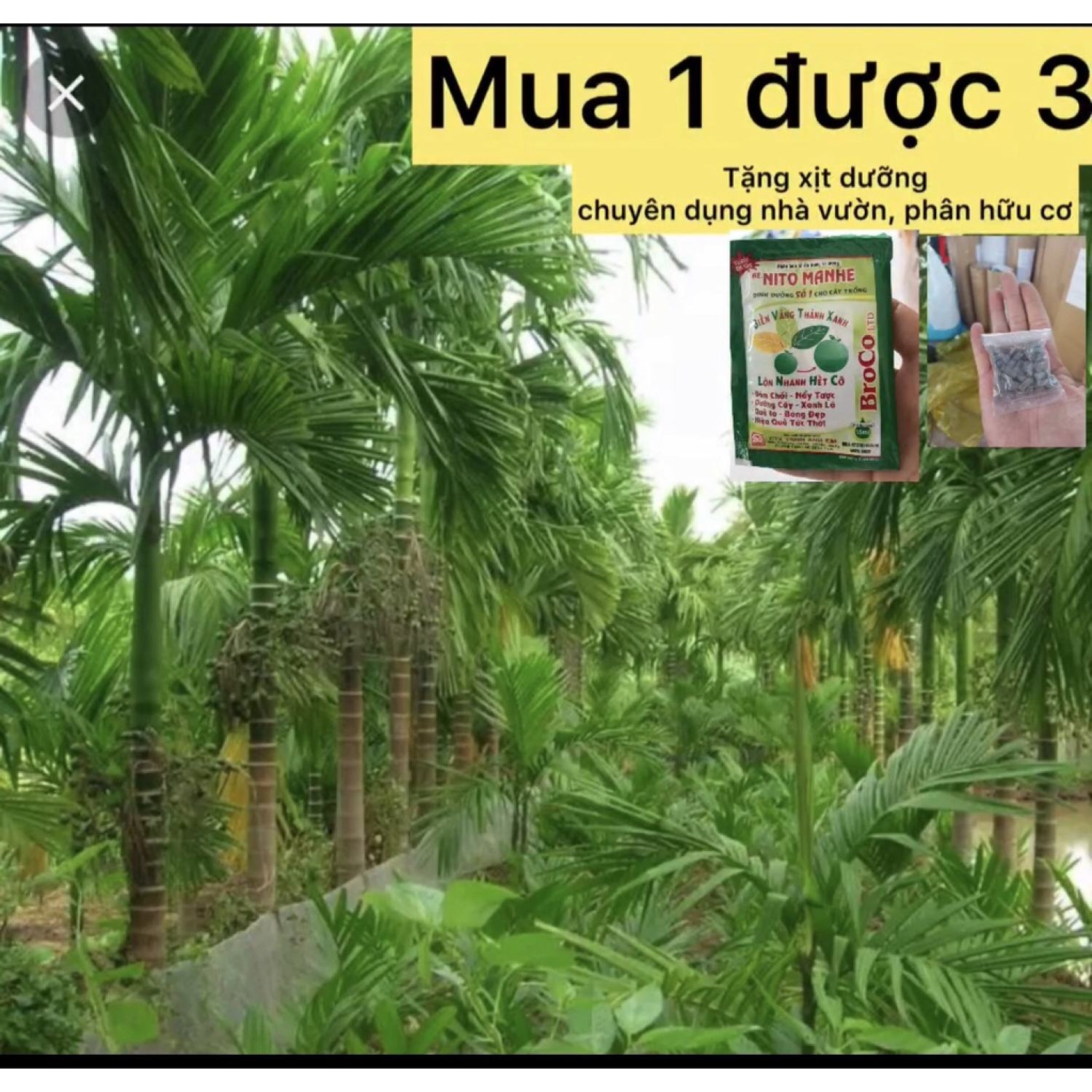 Cặp 2 cây cau tứ quý cây trồng sân vườn - cây phong thủy hạp mạng mộc cây lấy quả cau kiểng mini caykiengsadec