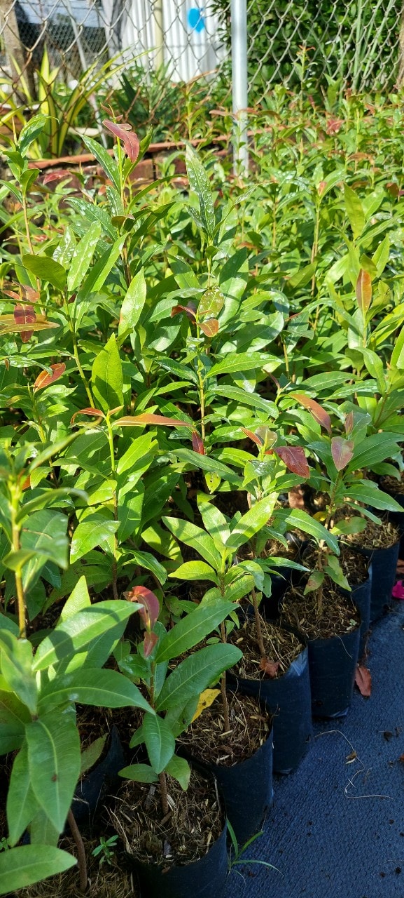 Cây Mai Con Quấn Rễ Cao Từ 30cm Đến 35cm