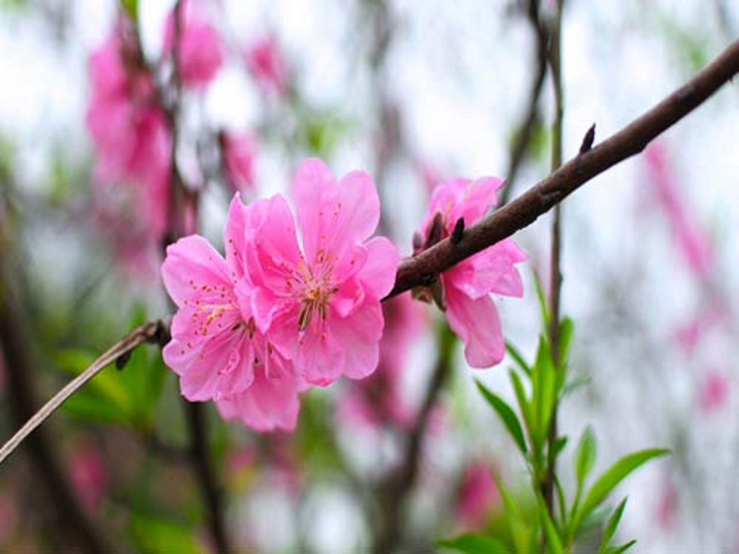 Cây giống đào cảnh ra hoa  cây khỏe mạnh , đẹp, hàng chiết nên nhanh cho ra hoa và đảm bảo chất lượng