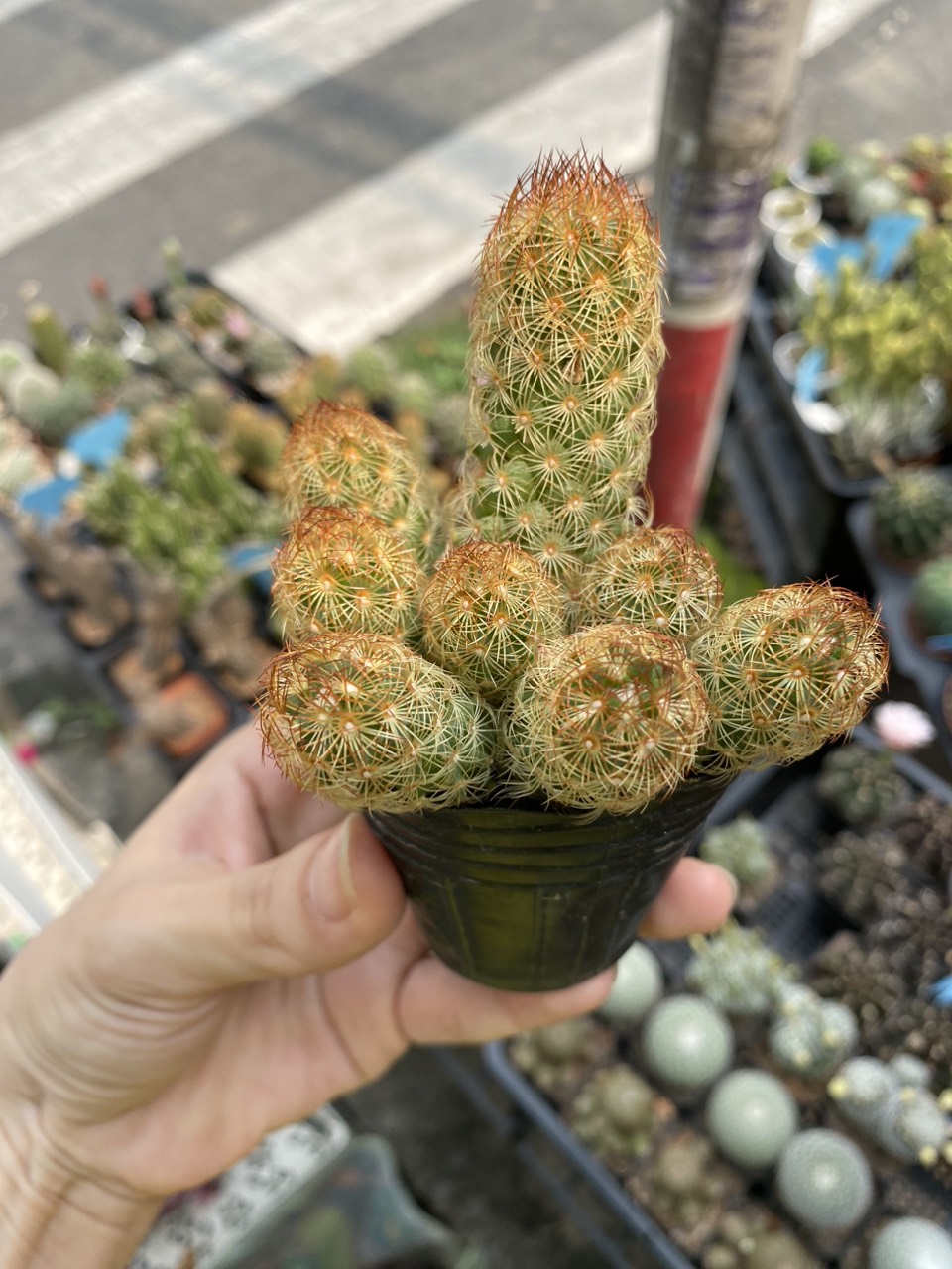 Xương rồng thạch trụ thiên , xương rồng giá rẻ