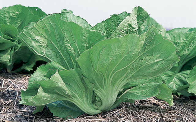 [HCM]Hạt Giống Cải Bẹ Dưa Cao Sản Giòn Ngọt